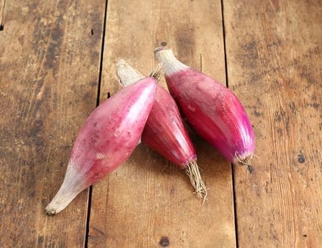 Red Florence Onions