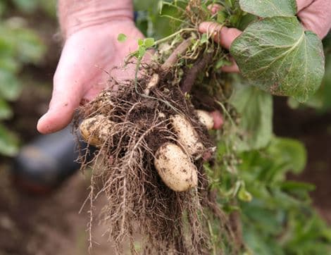 Jersey Royal Potatoes image thumbnail