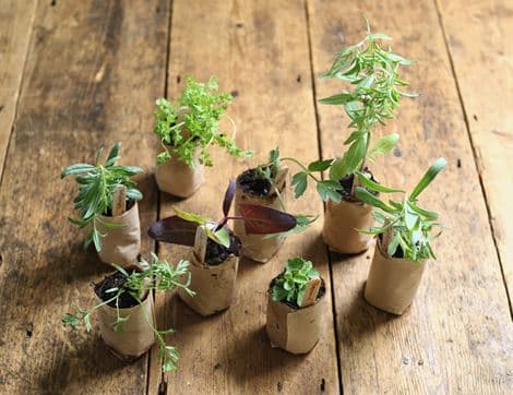 Plug Plants, Heritage Herbs, Suitable for Organic Growing (8 plants)