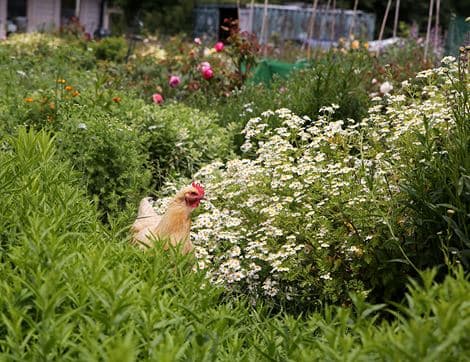 British Spring Flowers image thumbnail