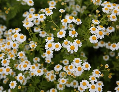 British Spring Flowers image thumbnail