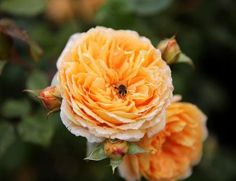 British Spring Flowers image thumbnail