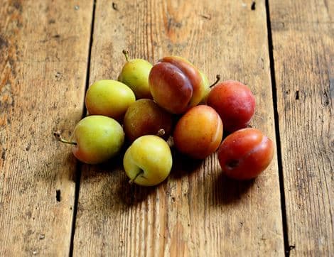 English Victoria Plums