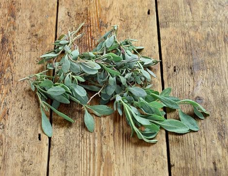 Sea Purslane, Wild