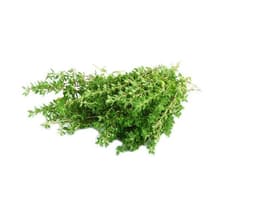 image of Thyme