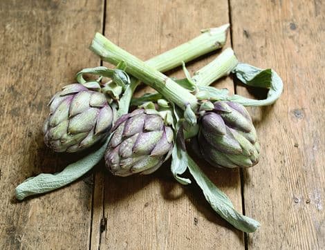 English Purple Artichokes