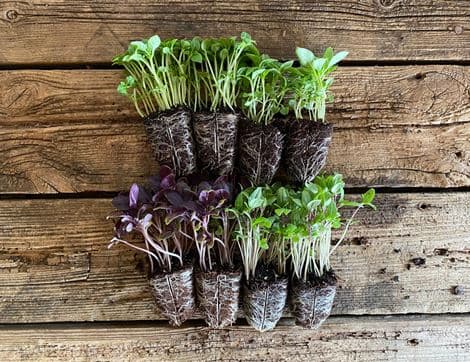 Basil Plant Collection, Organic