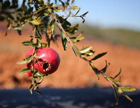Pomegranate image thumbnail