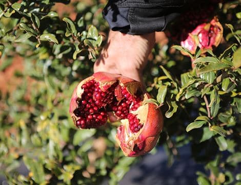 Pomegranate image thumbnail