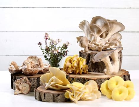 Oyster Mushrooms image thumbnail
