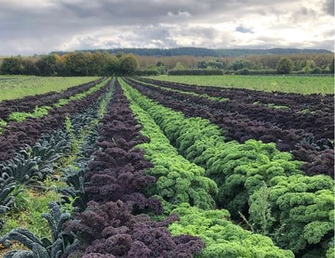 Mixed Kale image thumbnail