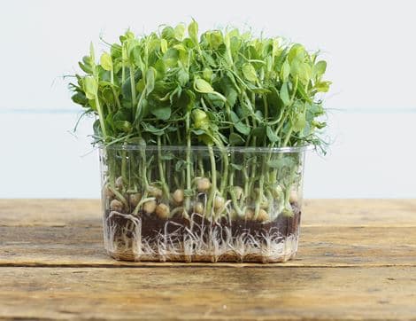 Micro Snow Pea Shoots image thumbnail