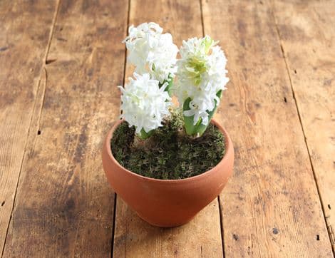 British Scented White Hyacinth Gift Planter image thumbnail
