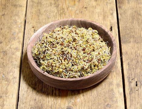 Sprouted Kale