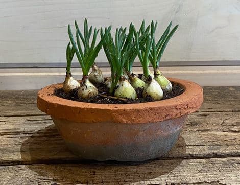 Muscari Planter, Organic Blooms
