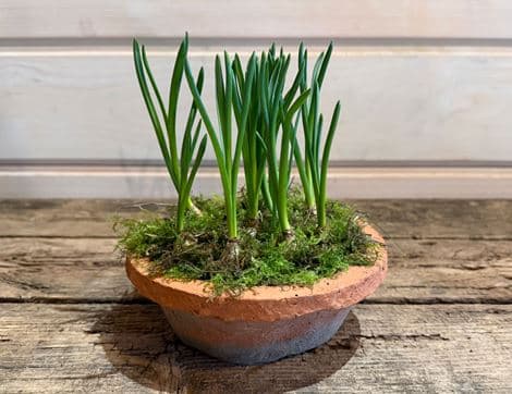 Muscari Planter, Organic Blooms