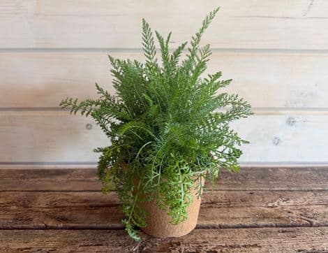 Achillea 'Cerise Queen' Plant