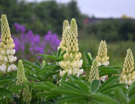 Lupin 'Russell Hybrids Mix' Perennial Plant