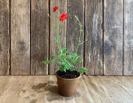 Geum 'Mrs J Bradshaw' Perennial Plant