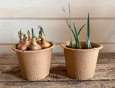 The Organic Blooms Gardening Club