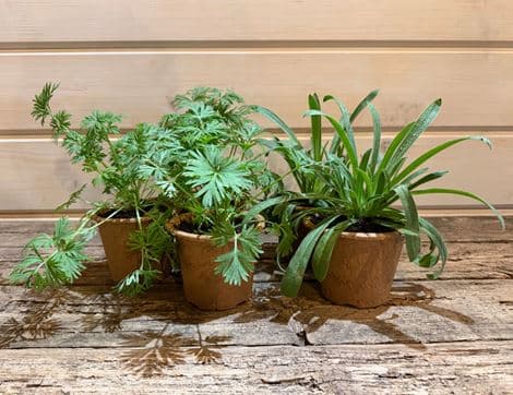 The Organic Blooms Gardening Club