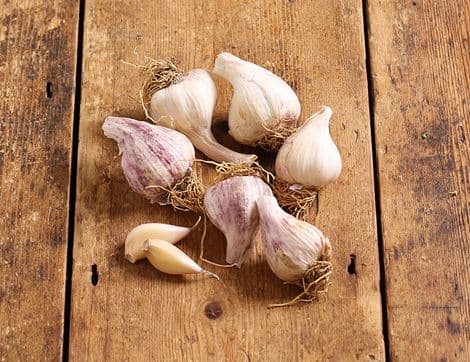 English Garlic