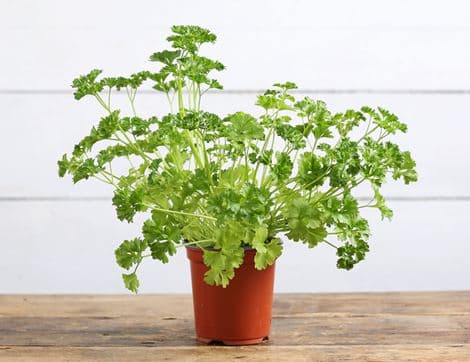 Curly Parsley Plant