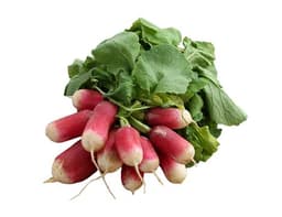 image of French Breakfast Radish
