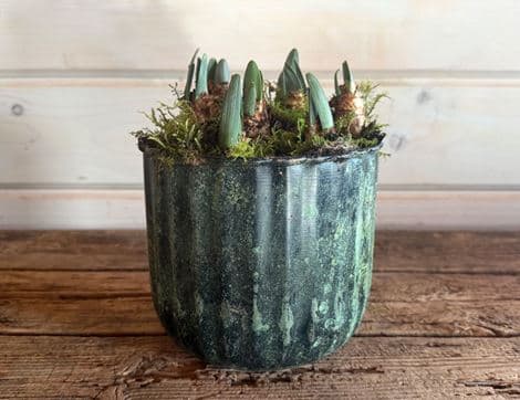 British Narcissi Planter, 'Loth Lorien'