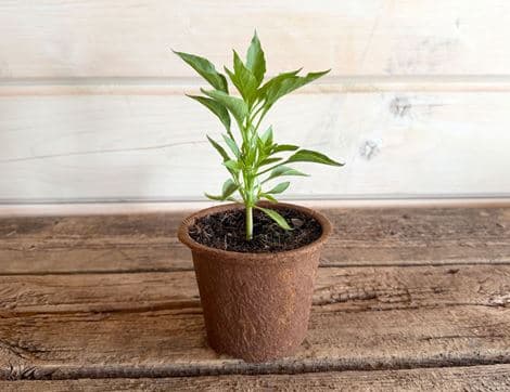 Chilli Pepper Plant, 'Hungarian Hot Wax', Organic