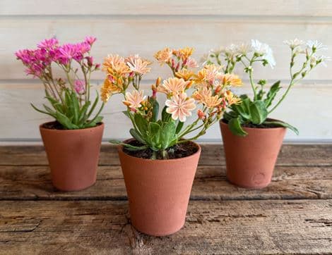 Lewisia in a Hand Thrown Willow Pottery Terracotta pot