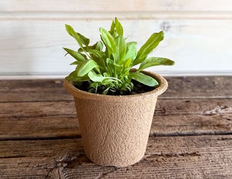 French Sorrel Plant, Organic