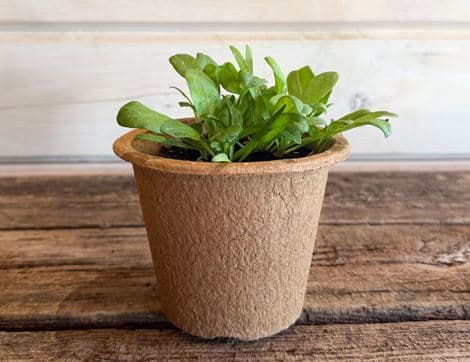 Potted 'Butterflay' Spinach, Organic
