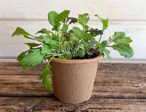Pot of Organic Stir-fry Greens