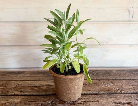 Potted Sage