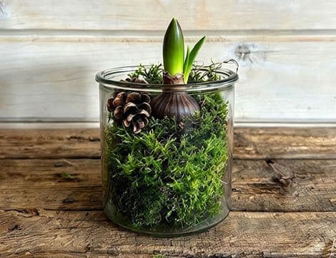 Amarylis Plant