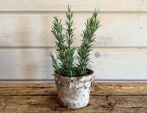 Rosemary Perennial Plant in Wooden Pot