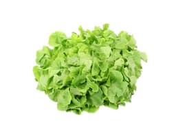 image of Green Lettuce