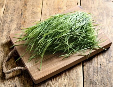Wheatgrass, Organic