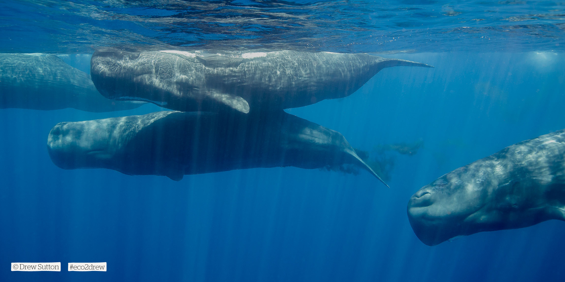 Pod of Sperm whales