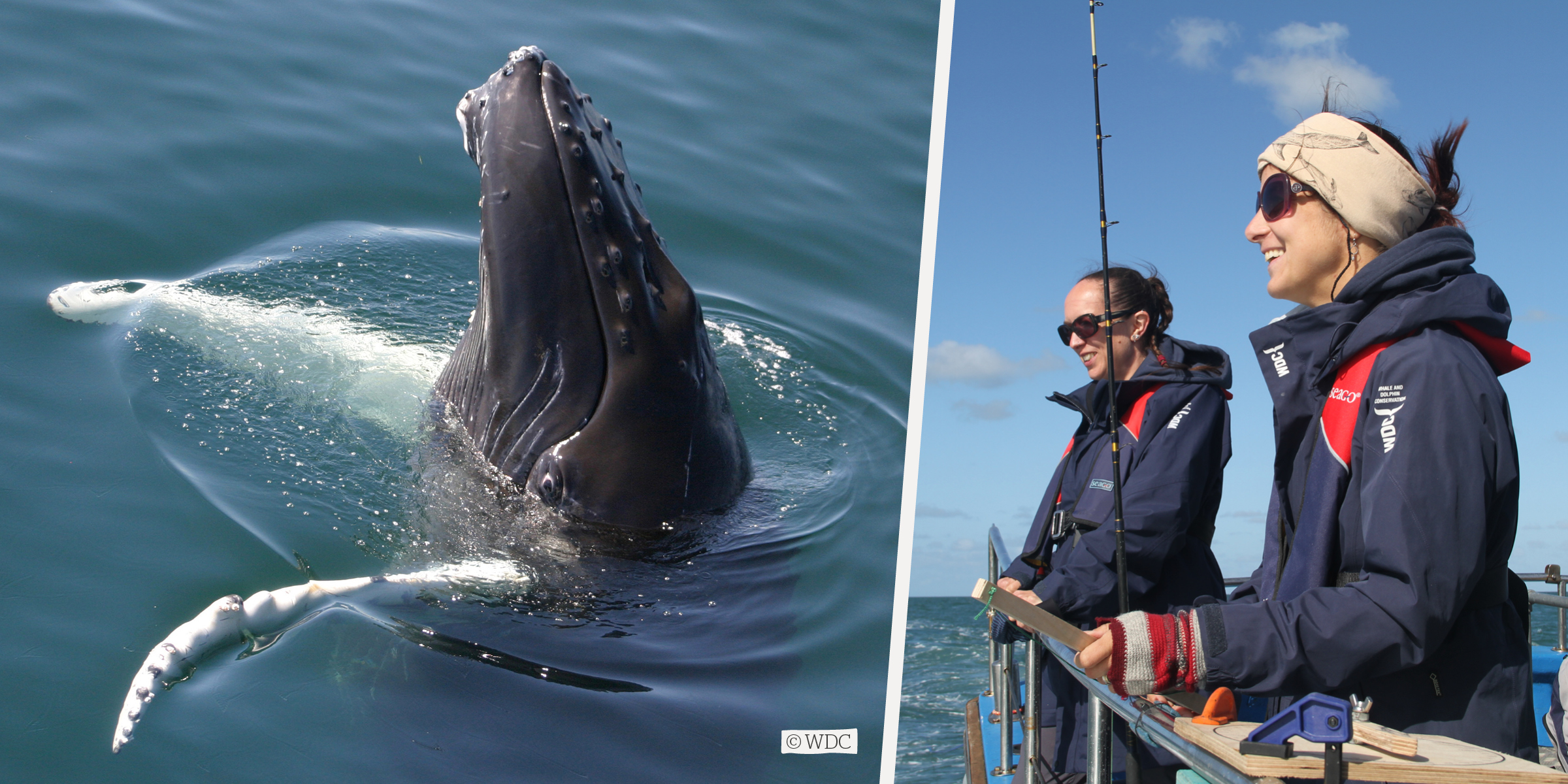 WDC researching whales on a boat