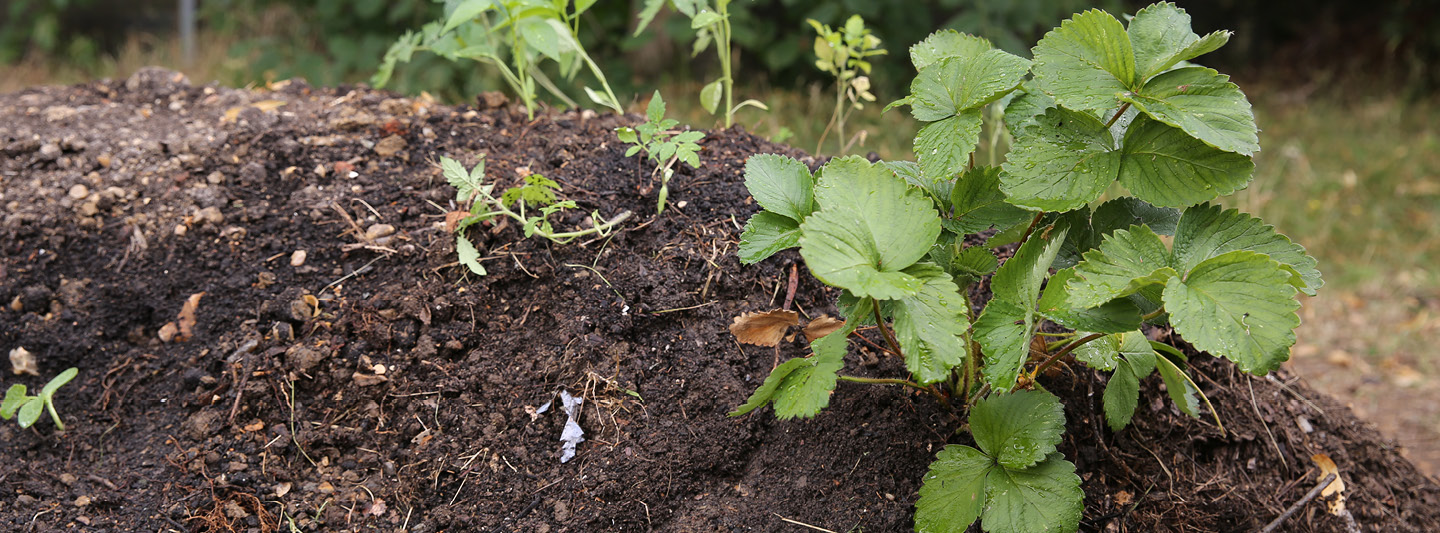 Plants surrounded by compost