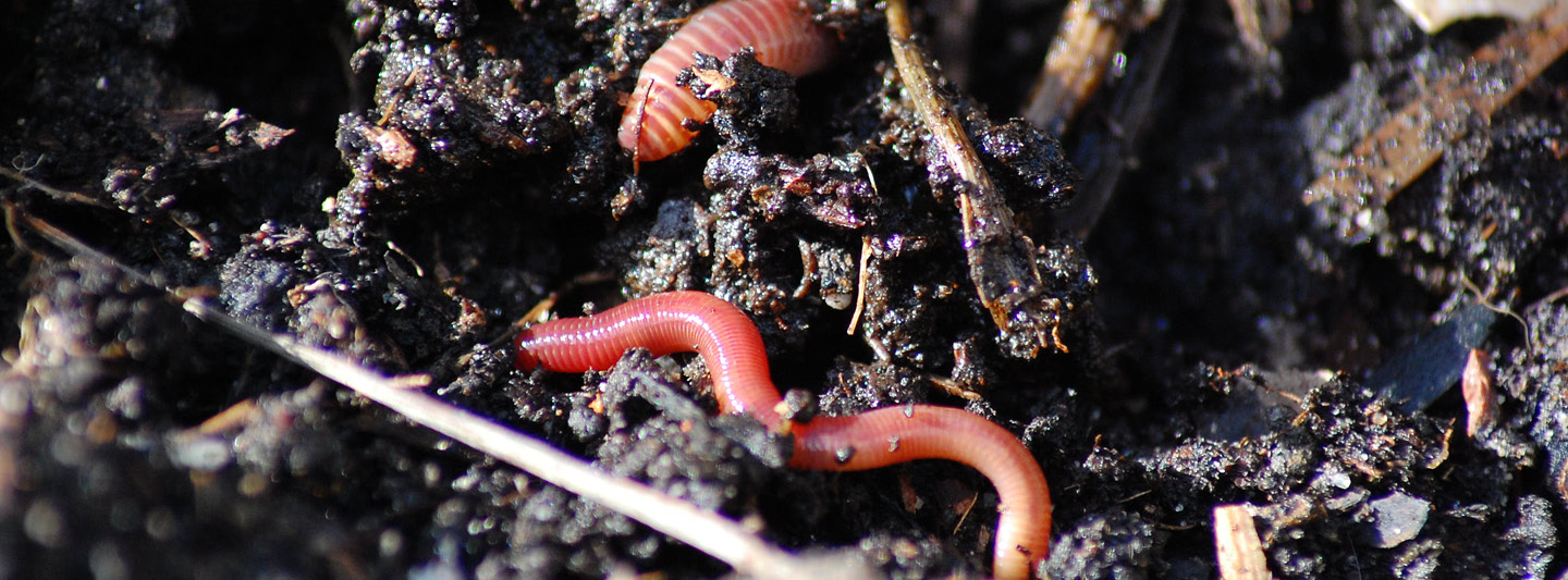 Red worms in compost