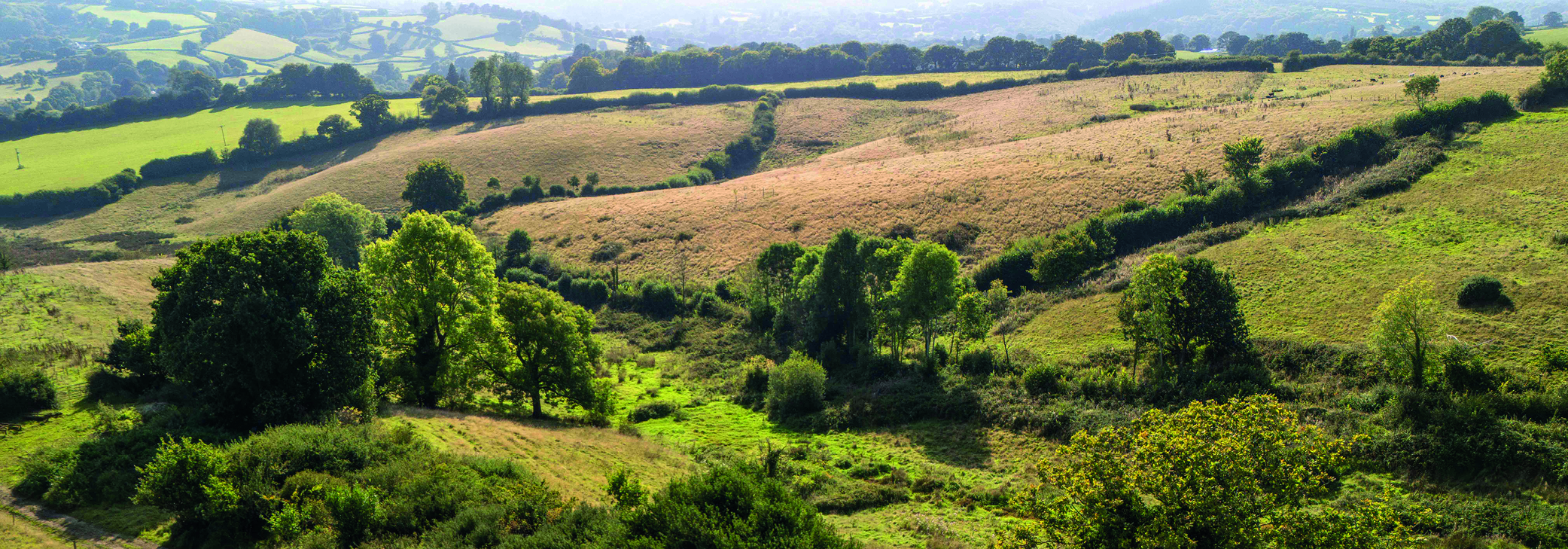 Photograph of regenerative heathland grazing