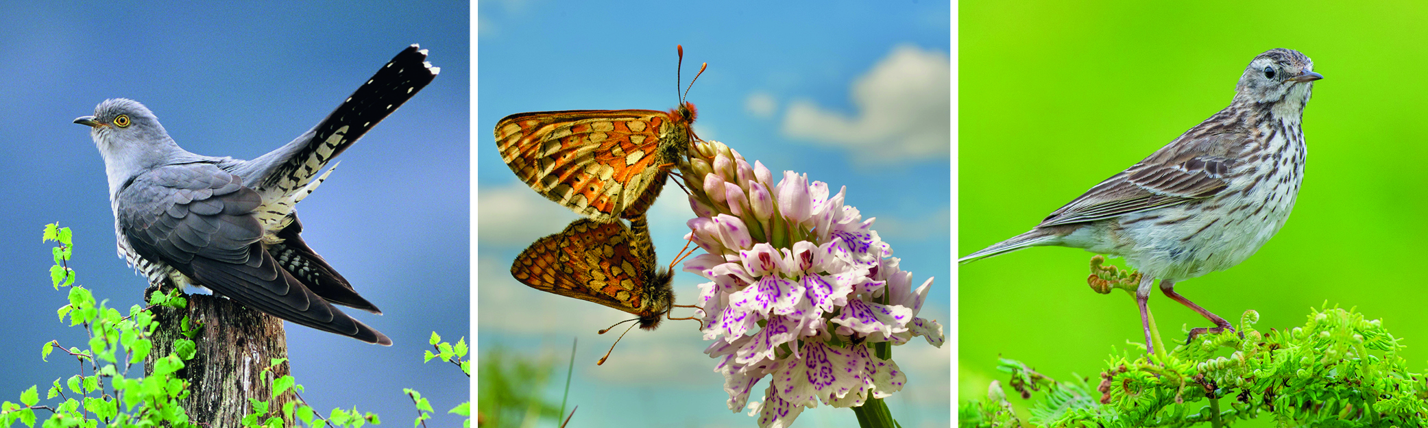 Photographs of indicator species, including a Cuckoo, Marsh Fritillary Butterfly, and a Meadow Pipit