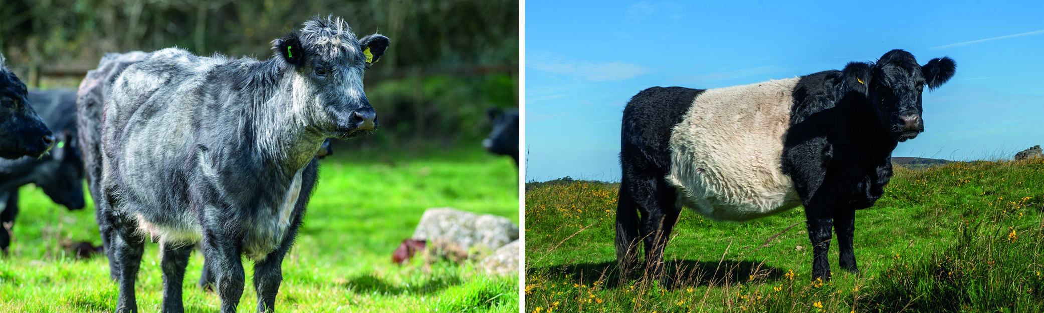 Photographs of Belted Galloway cattle and Blue Grey cattle