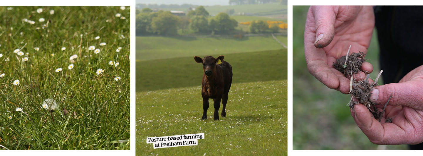 Pasture-based Farming