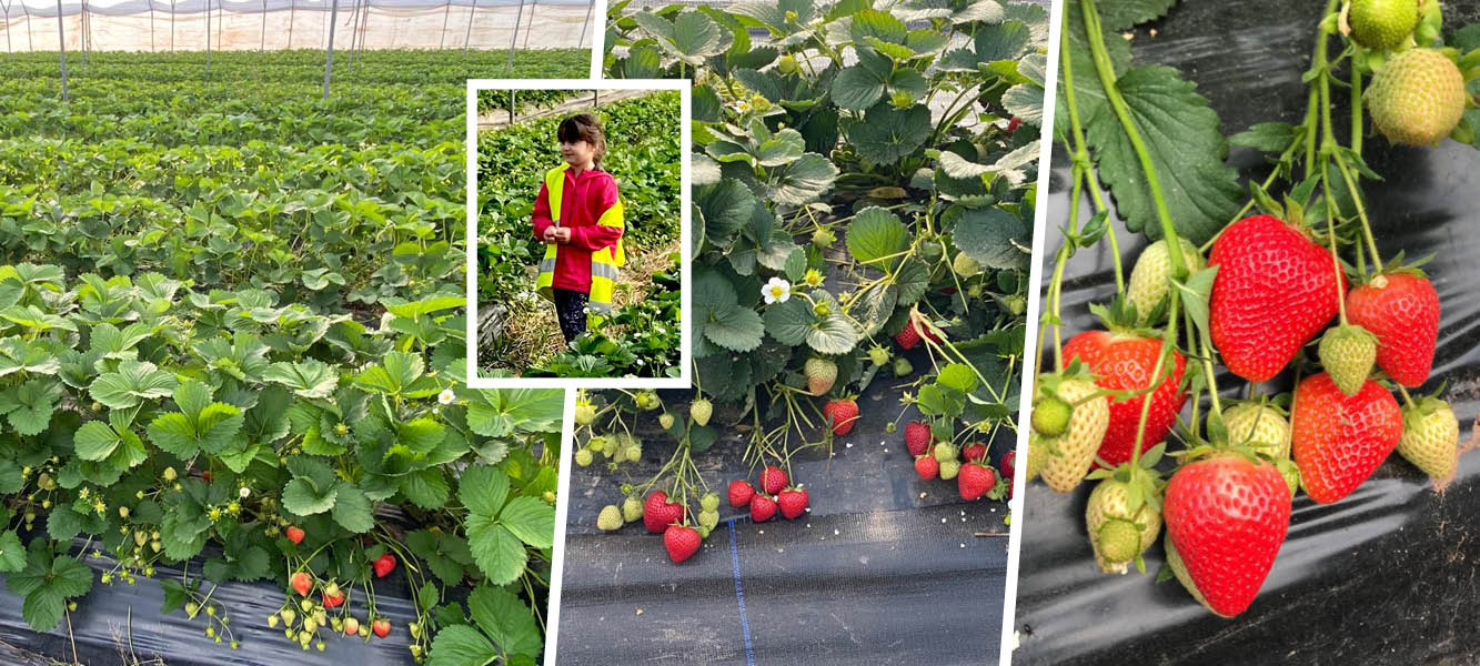 Strawberry picking