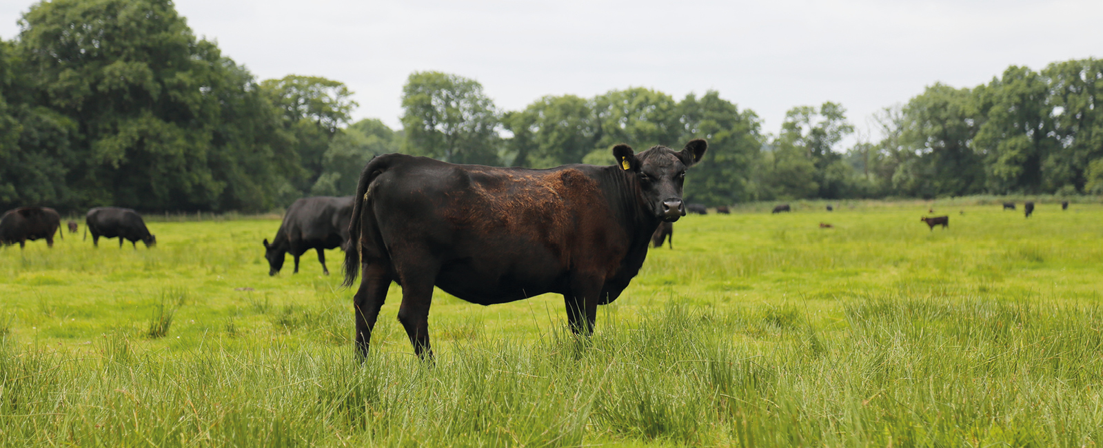 Cows are free to graze