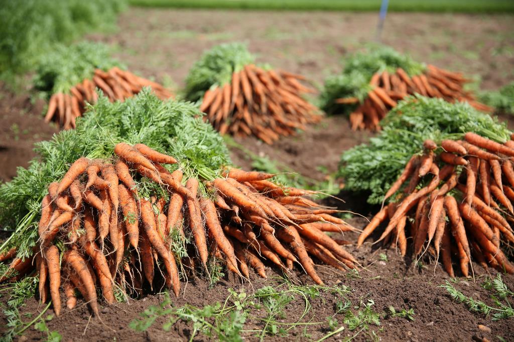 Foskett-James-Carrot-Crop